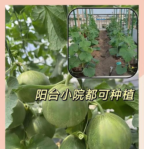 甜瓜芽子催芽方法是什么？步骤和注意事项有哪些？