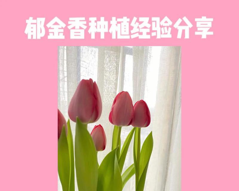 郁金香田怎么种植方法？有哪些步骤和注意事项？