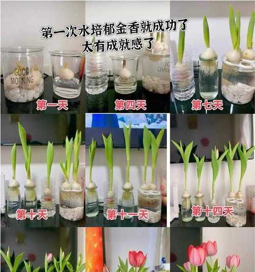 郁金香田怎么种植方法？有哪些步骤和注意事项？