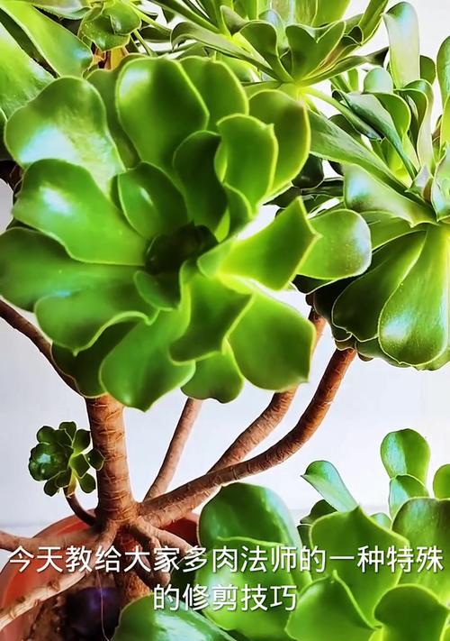 法师怎么种植方法如下？种植法师的步骤和注意事项是什么？