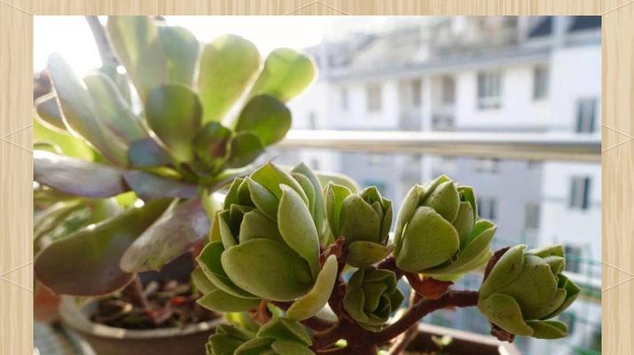 法师怎么种植方法如下？种植法师的步骤和注意事项是什么？