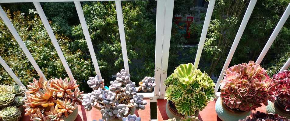 法师怎么种植方法如下？种植法师的步骤和注意事项是什么？