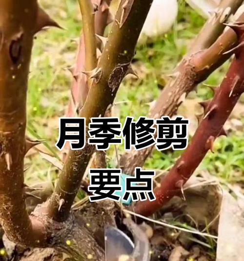 切片月季修剪枝条的最佳时期是什么时候？如何正确修剪？