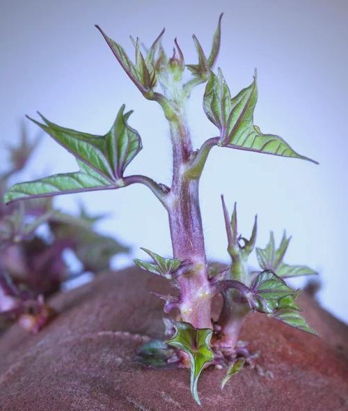 怎么给地瓜催芽？地瓜催芽的最佳方法是什么？