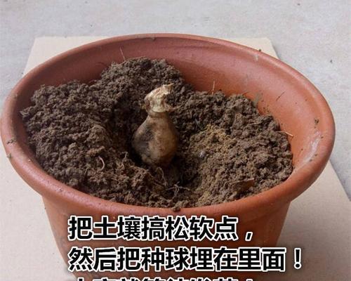 怎么给地瓜催芽？地瓜催芽的最佳方法是什么？