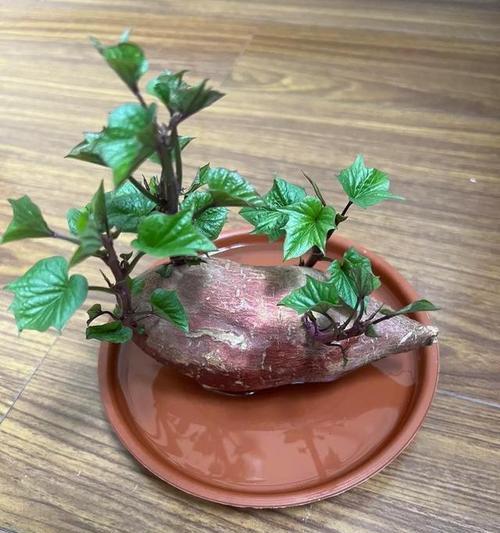 怎么给地瓜催芽？地瓜催芽的最佳方法是什么？