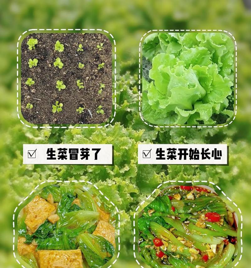 生菜种子催芽方法是什么？如何提高发芽率？