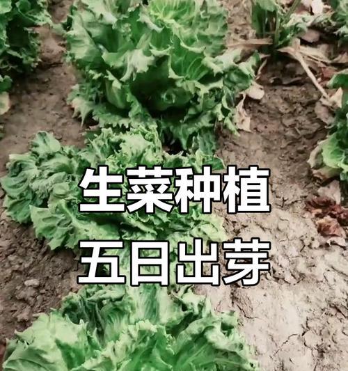 生菜种子催芽方法是什么？如何提高发芽率？