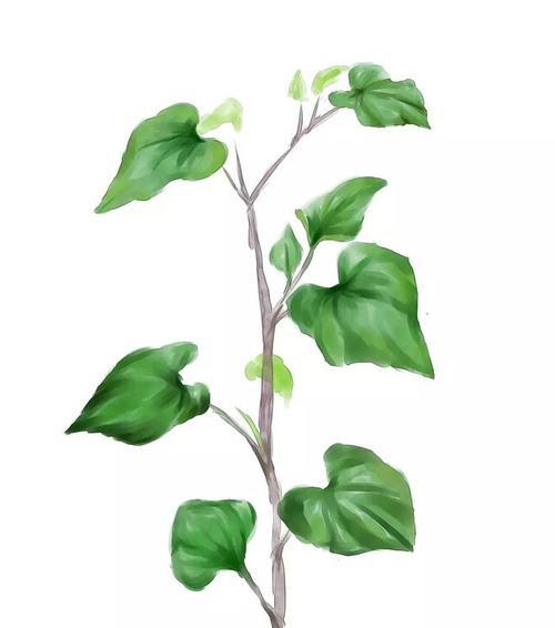 猪鼻子草怎么种植方法？步骤和注意事项是什么？
