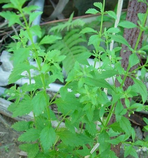 猪鼻子草怎么种植方法？步骤和注意事项是什么？