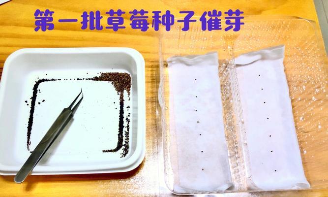 伏天种子催芽怎么种植？有哪些有效方法？