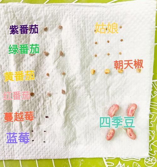 甜姑娘催芽种植方法是什么？常见问题有哪些？