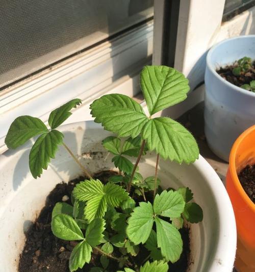 甜姑娘催芽种植方法是什么？常见问题有哪些？