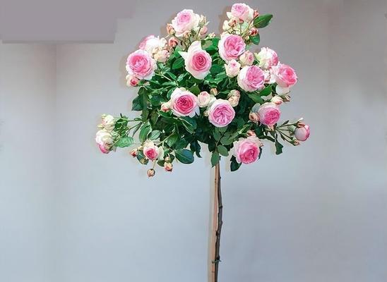 月季树种植方法有哪些？如何正确种植月季树？