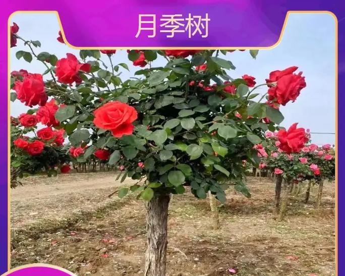 月季树种植方法有哪些？如何正确种植月季树？