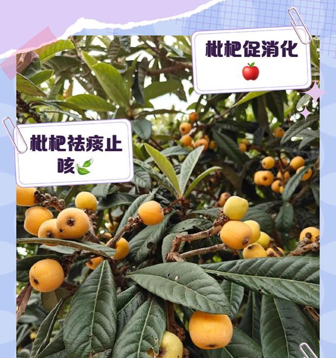 枇杷种子催芽方法是什么？需要多长时间才能发芽？