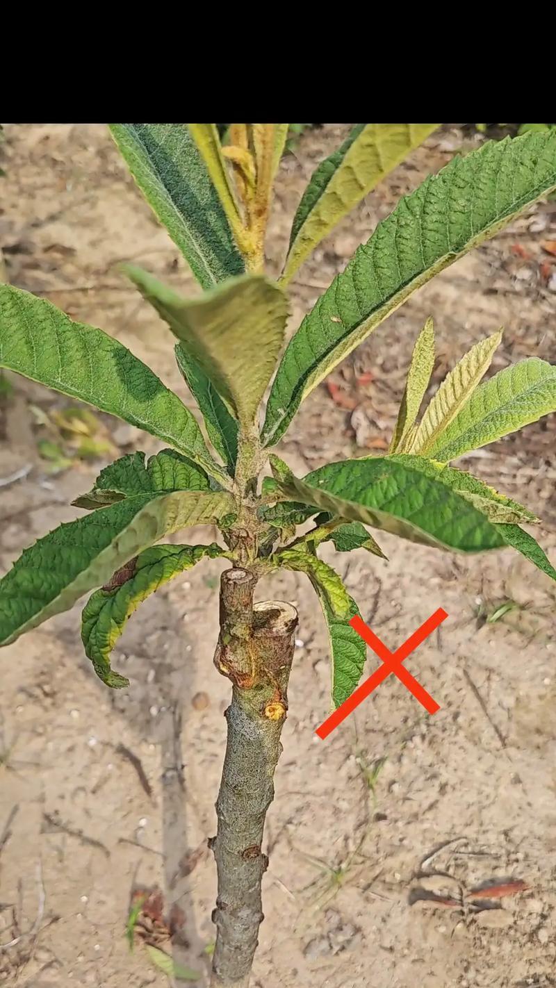 枇杷种子催芽方法是什么？需要多长时间才能发芽？