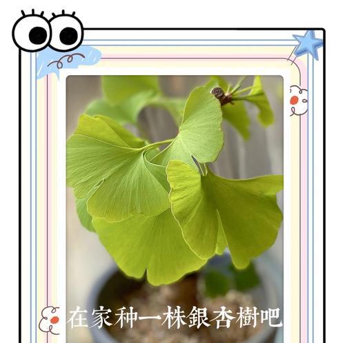 银杏种子催芽方法是什么？需要多长时间才能发芽？