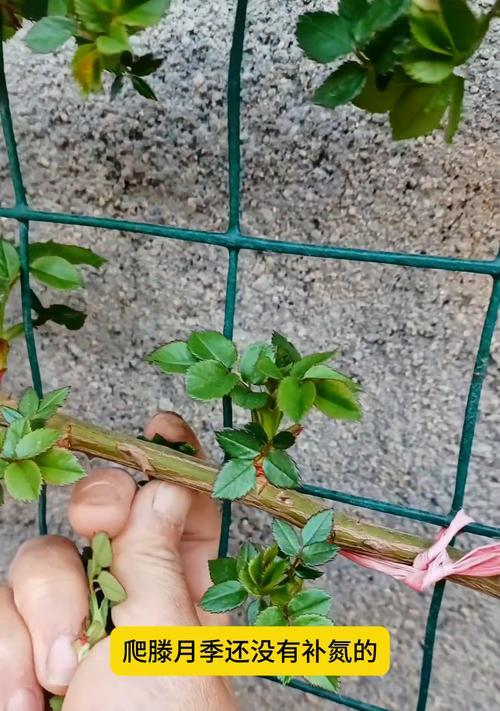 爬藤植物修剪后如何进行后续护理？