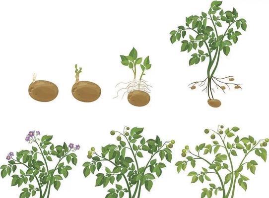 土豆出苗后期种植方法步骤是什么？如何确保土豆健康成长？