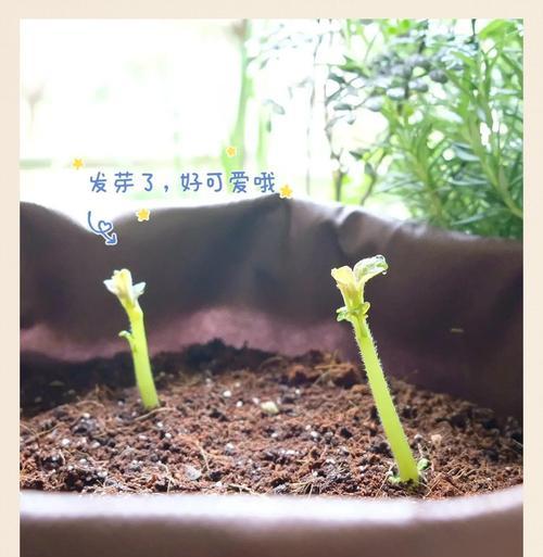 土豆出苗后期种植方法步骤是什么？如何确保土豆健康成长？