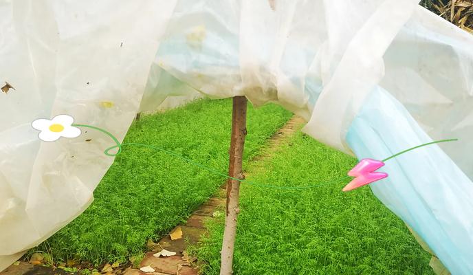 茴香催芽后怎么种植？种植过程中需要注意哪些问题？