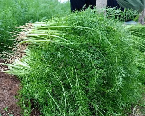 茴香催芽后怎么种植？种植过程中需要注意哪些问题？