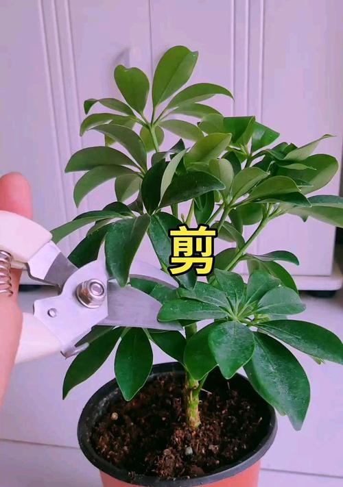 鸭脚木修剪枝叶的最佳方法是什么？修剪后如何护理？