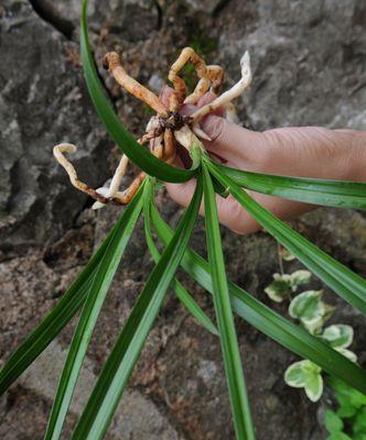 兰花母苗催芽方法是什么？如何提高催芽成功率？