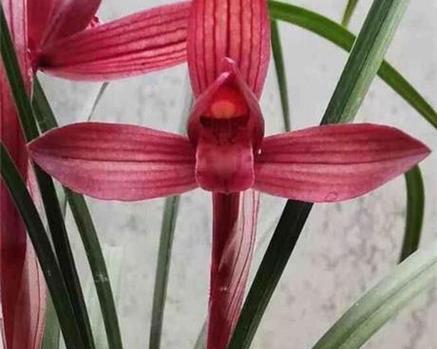 兰花母苗催芽方法是什么？如何提高催芽成功率？