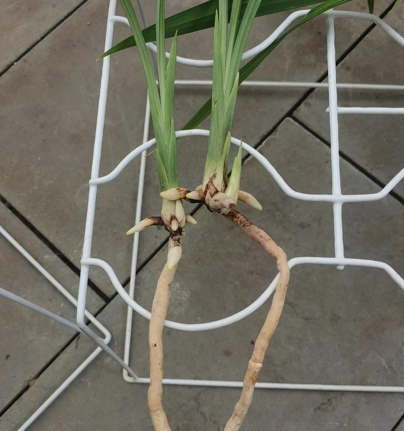 兰花母苗催芽方法是什么？如何提高催芽成功率？