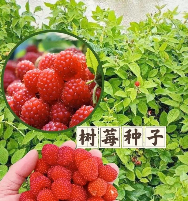 树莓树种植方法是什么？如何确保树莓树健康成长？