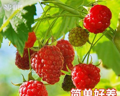 树莓树种植方法是什么？如何确保树莓树健康成长？