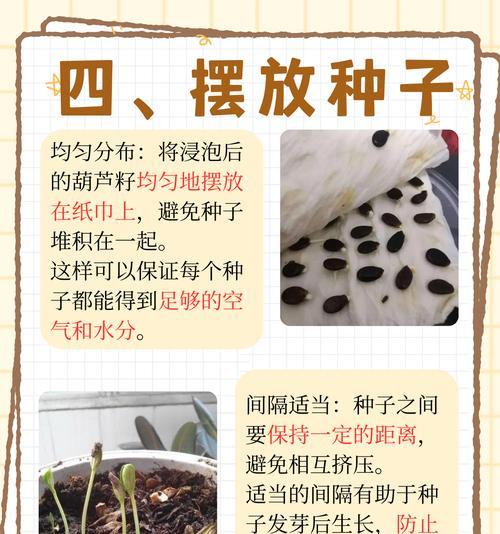 保湿催芽种子怎么种？种植过程中需要注意哪些问题？