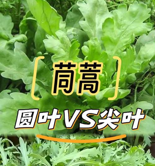 茼蒿催芽后叶子长出怎么种植？步骤和注意事项是什么？