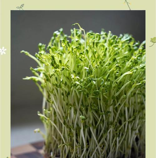 豌豆苗土培催芽方法是什么？需要多长时间才能发芽？
