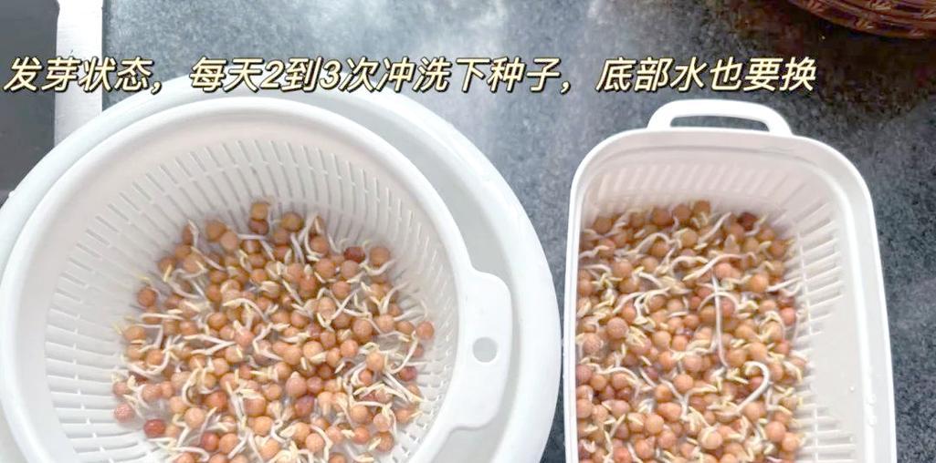 豌豆苗土培催芽方法是什么？需要多长时间才能发芽？