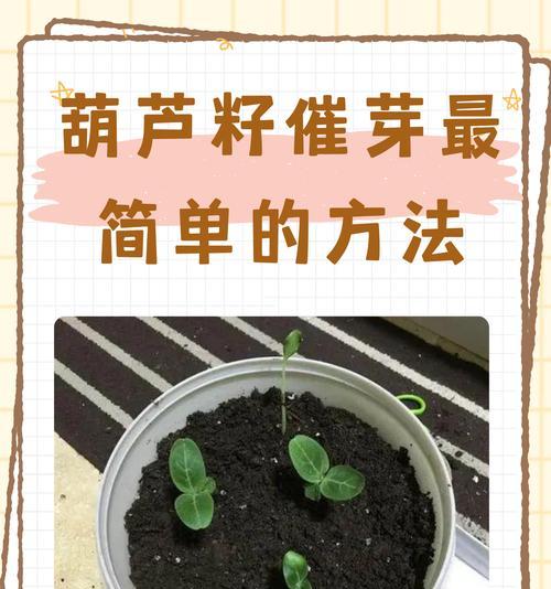 催芽种子种植方法是什么？如何确保种子成功发芽？