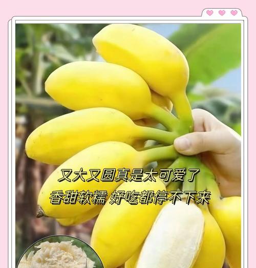 怎么选苹果蕉的种植方法？有哪些高效技巧？