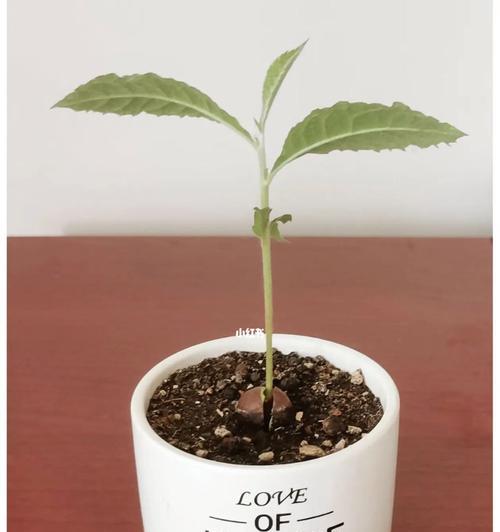 枇杷催芽方法是什么？如何有效促进枇杷种子发芽？