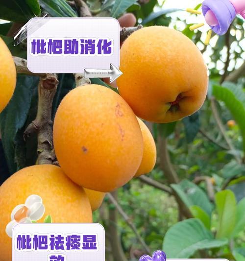 枇杷催芽方法是什么？如何有效促进枇杷种子发芽？