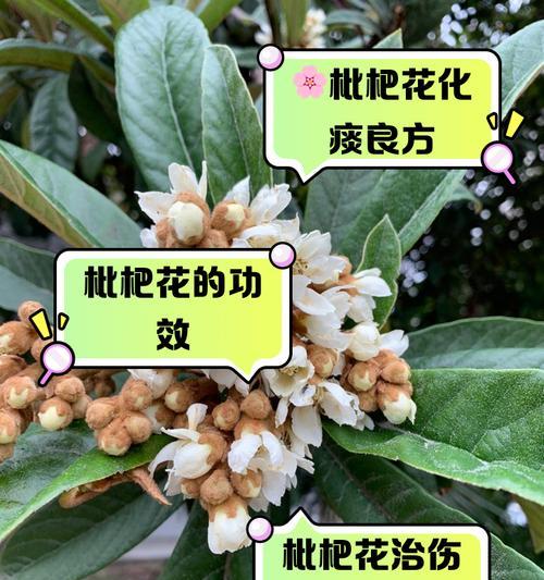 枇杷催芽方法是什么？如何有效促进枇杷种子发芽？