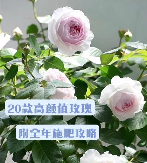 月季催芽施肥方法是什么？如何正确施肥促进月季发芽？