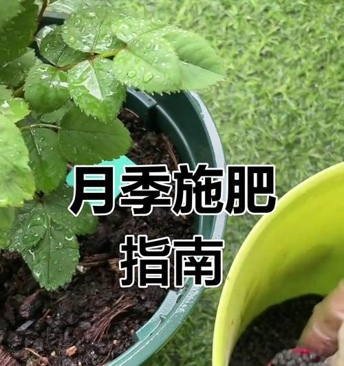 月季催芽施肥方法是什么？如何正确施肥促进月季发芽？