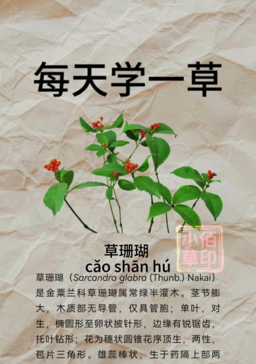 草珊瑚种子催芽方法是什么？需要多长时间才能发芽？