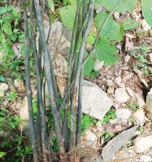 草珊瑚种子催芽方法是什么？需要多长时间才能发芽？
