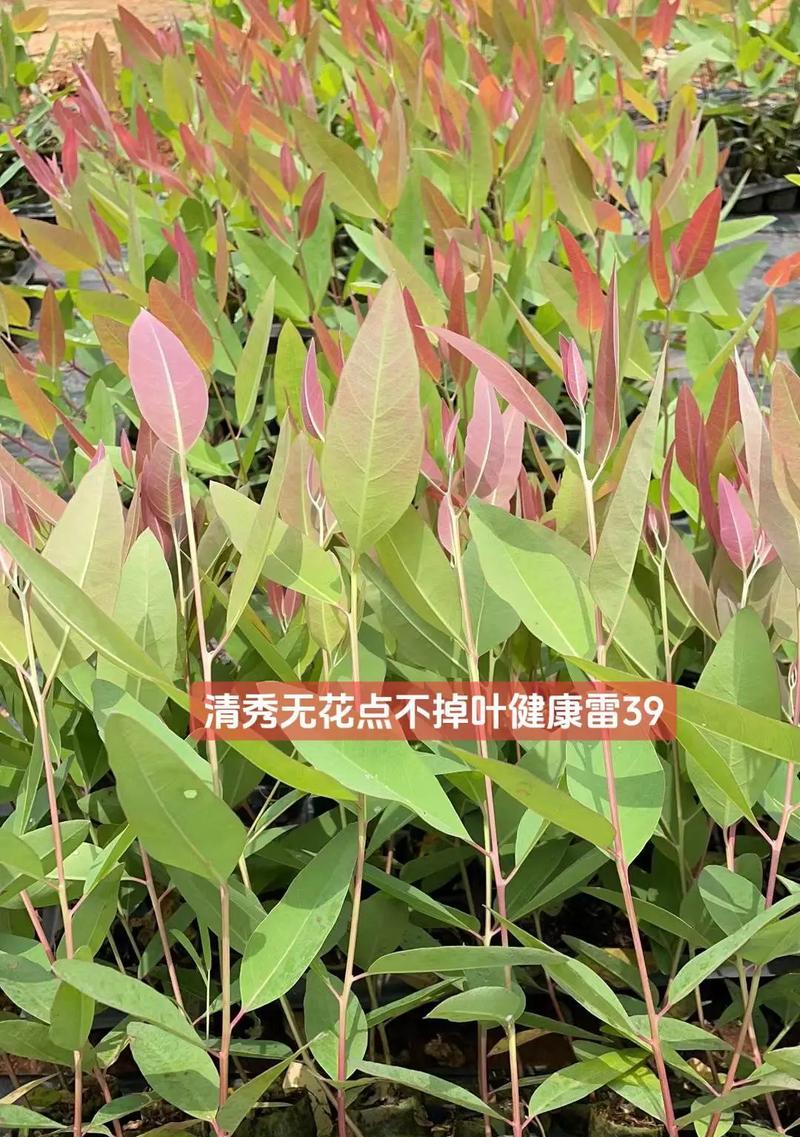 葡萄催芽多效唑的正确使用方法是什么？使用过程中应注意哪些问题？