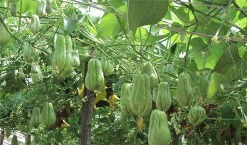 美能瓜种植方法是什么？如何正确种植美能瓜？