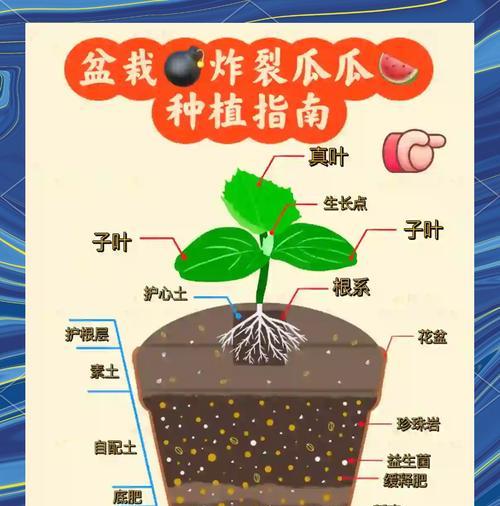 美能瓜种植方法是什么？如何正确种植美能瓜？