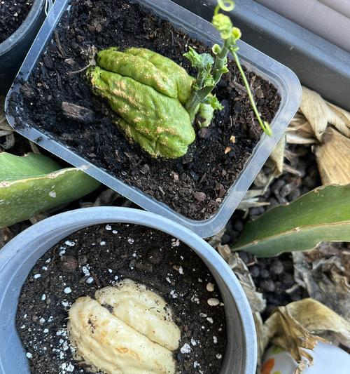 美能瓜种植方法是什么？如何正确种植美能瓜？